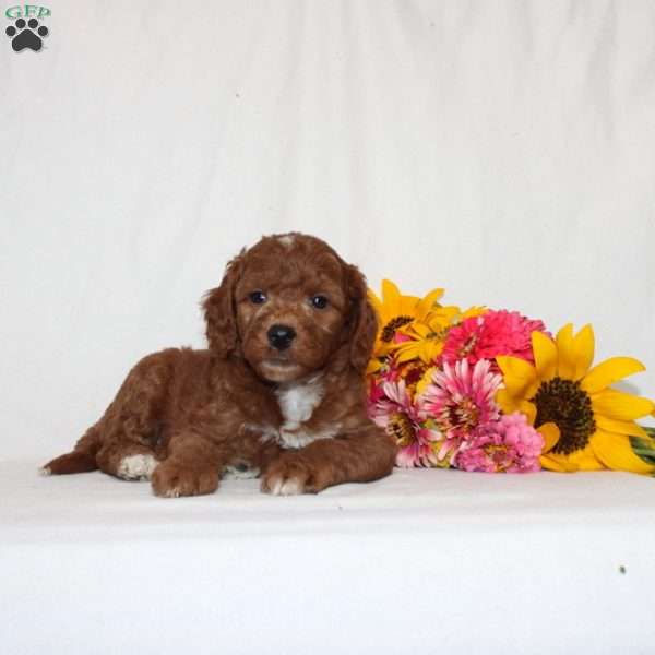 Hayden, Mini Goldendoodle Puppy